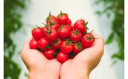 宮古島産 トマト 【プチぷよ】 約800g 糖度平均12度(PN02)