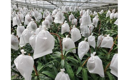 <2026年夏発送>【家庭用】激うま!宮古島産アップルマンゴー1kg(2~3玉)ふれあいフルーツ宮古島【家庭用】激うま!宮古島産アップルマンゴー1kg(2~3玉)ふれあいフルーツ宮古島(FA01)