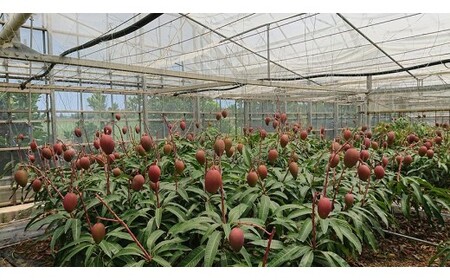 <2026年夏発送>【家庭用】激うま!宮古島産アップルマンゴー1kg(2~3玉)ふれあいフルーツ宮古島【家庭用】激うま!宮古島産アップルマンゴー1kg(2~3玉)ふれあいフルーツ宮古島(FA01)