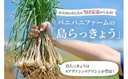宮古島産 島らっきょう1kg(薄皮処理済み) パニパニファーム(PN05)