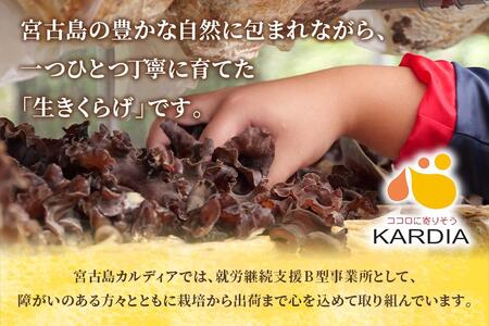 宮古島産生きくらげ（５パック）（KD01）