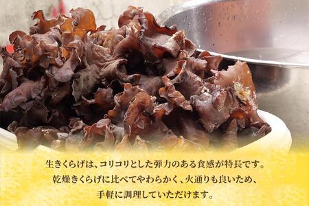 宮古島産生きくらげ（５パック）（KD01）