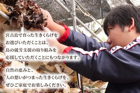 宮古島産生きくらげ（５パック）（KD01）