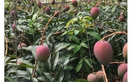 【先行受付】<2026年発送>いらぶ島マンゴー園 宮古島産“完熟アーウィンマンゴー”《家庭用》2kg(HR05)