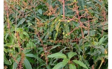 【先行受付】<2026年発送>いらぶ島マンゴー園 宮古島産“完熟アーウィンマンゴー”《家庭用》2kg(HR05)