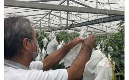 【先行受付】<2026年発送>いらぶ島マンゴー園 宮古島産“完熟アーウィンマンゴー”《家庭用》2kg(HR05)