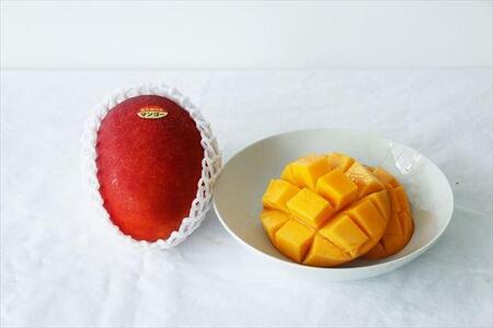 沖縄宮古島産 プレミアムマンゴー「マンゴー至宝（しほう）」（琉球マルシェ）