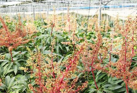 沖縄宮古島産 プレミアムマンゴー「マンゴー至宝（しほう）」（琉球マルシェ）