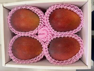【贈答用】宮古島産マンゴー2kg ＜リトルグローブ＞（LT002）