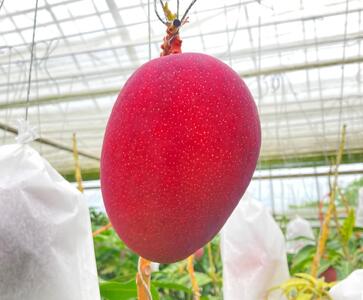 【贈答用】宮古島産マンゴー2kg ＜リトルグローブ＞（LT002）