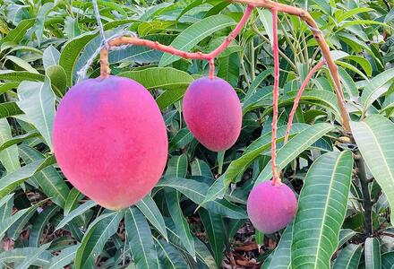 【家庭用】宮古島産マンゴー1kg ＜リトルグローブ＞（LT003）