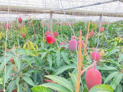 【家庭用】宮古島産マンゴー4kg ＜リトルグローブ＞（LT005）