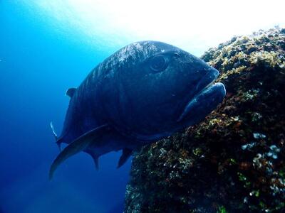 宮古島リフレッシュ・ダイビング（２ボート器材込み：マンツーマンダイブ）マールプロモーション（MA02）