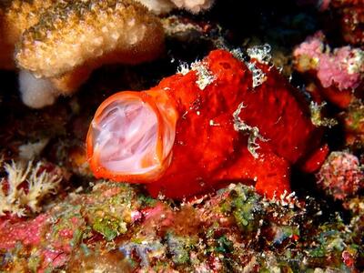 宮古島リフレッシュ・ダイビング（２ボート器材込み：マンツーマンダイブ）マールプロモーション（MA02）