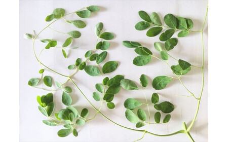 沖縄県宮古島産|無農薬 モリンガパウダー 5袋(150g入り)