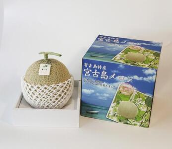 沖縄県宮古島産 春メロン【特大1玉】|贈答用・高級・赤肉メロン(琉球マルシェ)