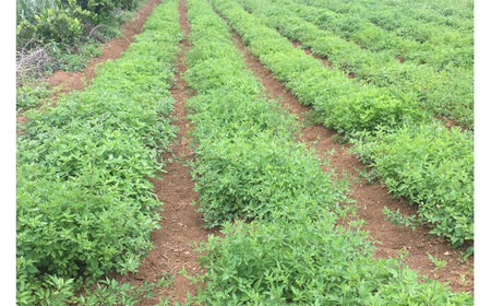 ハービデンス バイセンティー(24包)