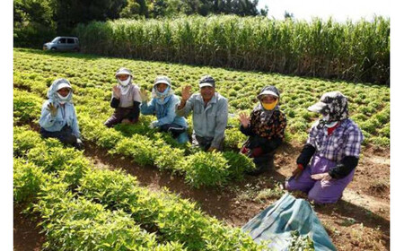 ハービデンス バイセンティー(24包)