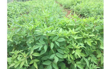 ハービデンス バイセンティー(24包)