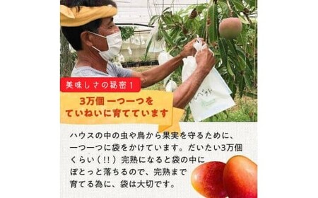 DQ015《先行予約》2026年発送 有機JAS認証マンゴー(アーウィン)贈答用 2kg【楽園の果実】