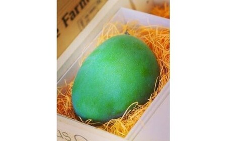 《先行予約》2026年発送【ブルータートルファーム】宮古島キーツマンゴー 【贈答】 大1玉（DC009）