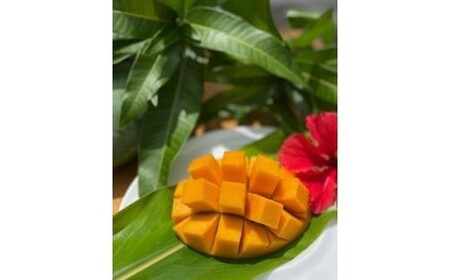 《先行予約》2026年発送【ブルータートルファーム】宮古島キーツマンゴー 【贈答】 大1玉（DC009）