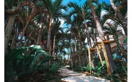 《先行予約》2026年発送【ブルータートルファーム】宮古島キーツマンゴー 【贈答】 大1玉（DC009）