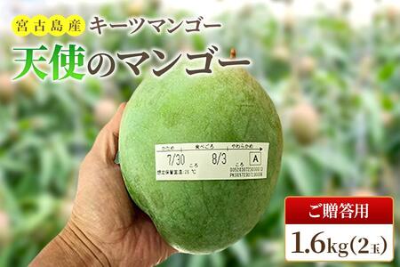先行予約 2026年発送》『天使のマンゴー』宮古島産キーツマンゴー 1.6