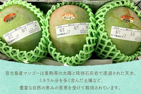 先行予約 2026年発送》『天使のマンゴー』宮古島産キーツマンゴー 1.6