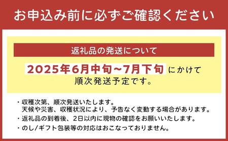 【2024年発送】＜訳あり・ご家庭用＞完熟アップルマンゴー約800g（白箱）2玉～3玉