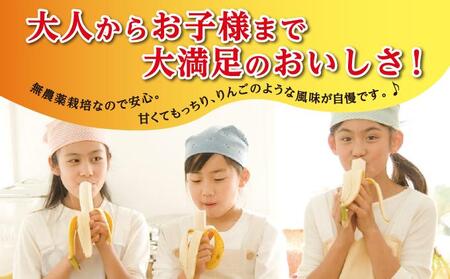 バナナ 南城市 ナムワバナナ 10kg