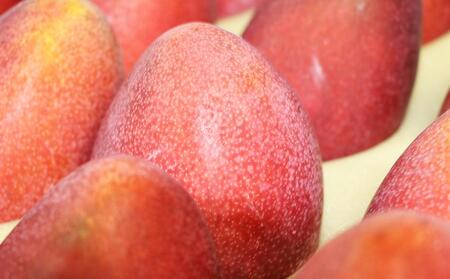 【2026年発送・先行予約】自分へのご褒美アップルマンゴー　約800g