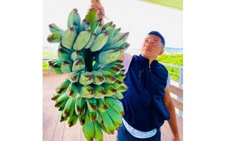 沖縄本島産 人気の魅惑の南洋バナナ＝アイスクリームバナナの苗×2
