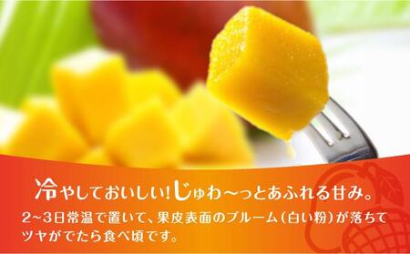 (2026年発送・先行予約)【マンゴーfarm新】 沖縄県南城市産マンゴー化粧箱1kg