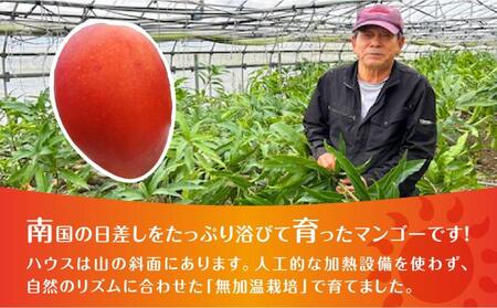 (2026年発送・先行予約)【マンゴーfarm新】 沖縄県南城市産マンゴー白箱2kg