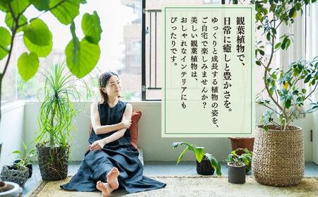 アガベ・アテナータ