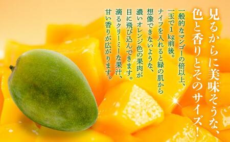 ＜先行予約・数量限定＞キーツマンゴー 秀品（1kg）KM009