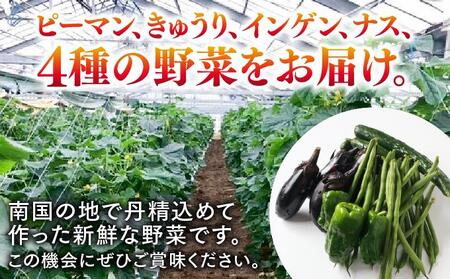 【先行予約】若手農家が作る南城野菜セット