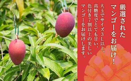 (先行受付)【2026年発送】アップルマンゴー 南城市 約1kg (2～3玉)