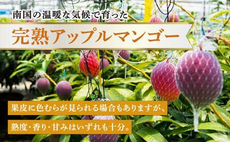 【2026年発送】高平農園の完熟アップルマンゴー【家庭用】 1kg(2~3玉)