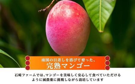 マンゴー2kg　贈答用   I  マンゴー 2kg 贈答 用 フルーツ 果物 ギフト 大容量  沖縄県 南城市