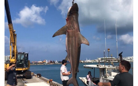 【cafooca /カフーカ】キーケース/BLACK