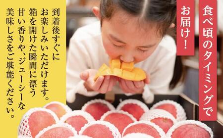 【2026年発送】＜優品＞完熟アップルマンゴー約1.5kg（化粧箱）6玉