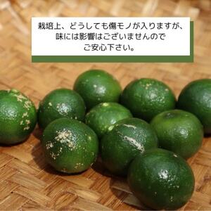 【2026年9月頃から順次発送】道の駅 ゆいゆい国頭が厳選した青切りシークヮーサー2kg【1577570】