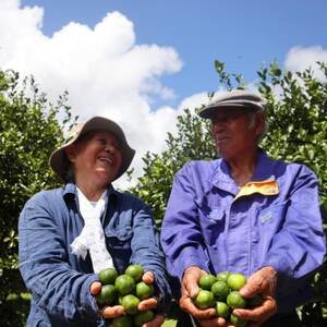 【2026年9月頃から順次発送】道の駅 ゆいゆい国頭が厳選した青切りシークヮーサー5kg【1577574】