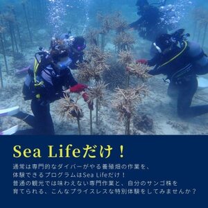 【ダイビング体験チケット】サンゴ養殖プロジェクト 保護作業ダイビング(ライセンス保持者限定)【1581400】
