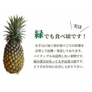 【2026年5月から順次発送・ハウス栽培】パイナップルの王様 ゴールドバレル1玉【配送不可地域：離島】【1584621】