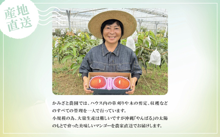 【2026年6月中旬から順次発送】贈答用のアップルマンゴー1kg【配送不可地域：離島】【1601771】