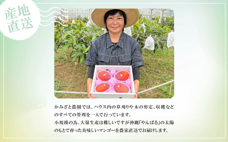 【2026年6月中旬から順次発送】贈答用のアップルマンゴー2kg【配送不可地域：離島】【1601772】