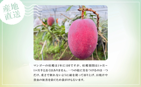 【2026年6月中旬から順次発送】贈答用のアップルマンゴー2kg【配送不可地域：離島】【1601772】